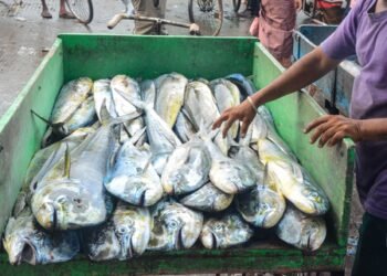 Centre releases Rs 2,208.74 crore to states for big push to fisheries sector