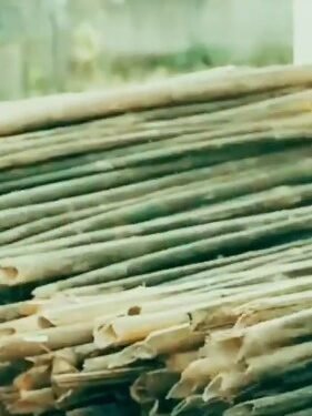Bamboo to play key role in Assam’s bio-economy: CM Himanta Biswa Sarma