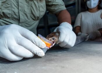 Gujarat begins development of region-specific anti-snake venom