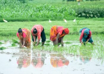 Kharif sowing area crosses 658 lakh hectares in 2026