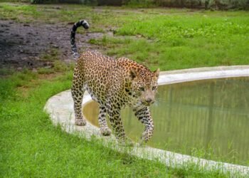 Leopard drags sleeping child from home in Pune; found dead in sugarcane field