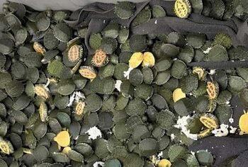 AIU recovers over 700 red-eared slider turtles at Kolkata Airport from passenger coming from Bangkok