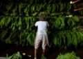 No data to show higher taxes on tobacco products has hit growers: Govt