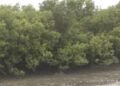 Gujarat leads nation in mangrove cultivation under ‘MISHTI’ scheme