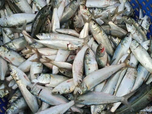 El Nino may hit sardine catch next year, warns CMFRI