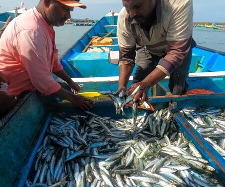 MOSPI seeks feedback on concept paper for asset accounts of marine fish resources