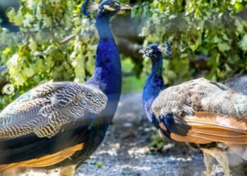 ‘Photo of the Week’: UN celebrates arrival of five peacocks gifted by India in Geneva