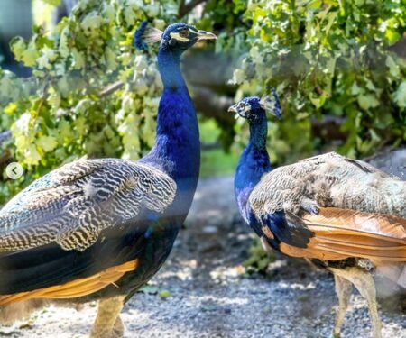 ‘Photo of the Week’: UN celebrates arrival of five peacocks gifted by India in Geneva