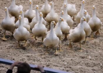 Australia’s Tasmania reports 1st H5N1 bird flu case