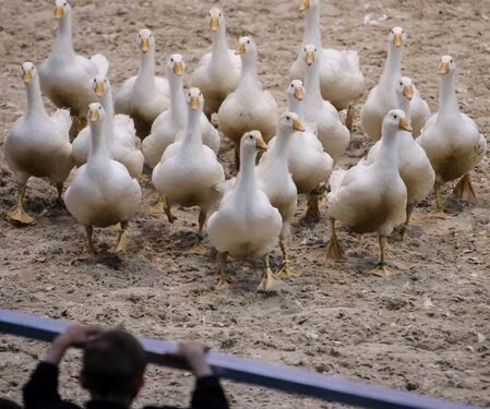 Australia’s Tasmania reports 1st H5N1 bird flu case