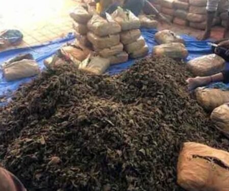 Odisha steps up vigilance against illegal ganja cultivation on govt land