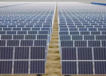 Solar expansion in China causes bird diversity decline: Report