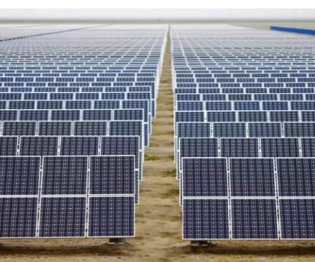 Solar expansion in China causes bird diversity decline: Report