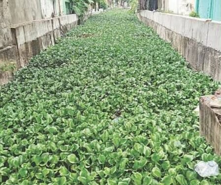 Chennai’s hyacinth-choked Vyasarpadi canal raises flood fears