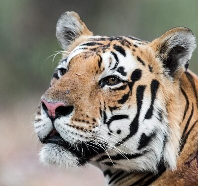 MP High Court orders NTCA to furnish funding details on tiger conservation for past 10 years