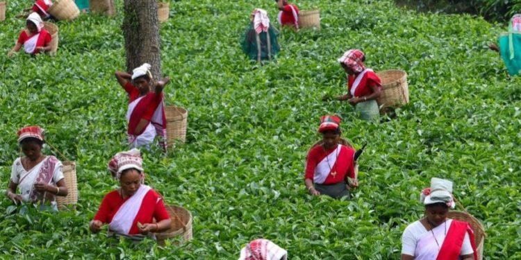 Guwahati–Tezpur highway corridor to boost Assam’s tea, tourism and trade