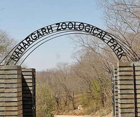 Female sanitation worker killed in tiger attack at Jaipur biological park