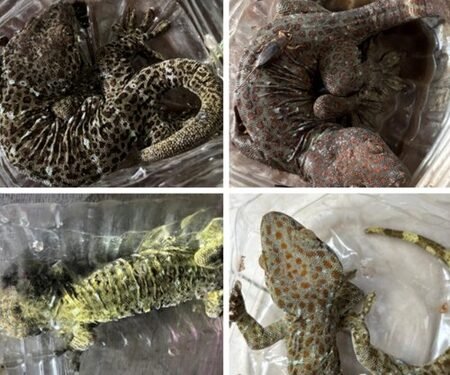 DRI cracks down on illegal wildlife trade in 6 operations, 13 held