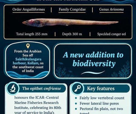 New conger eel species from Arabian Sea named after CMFRI