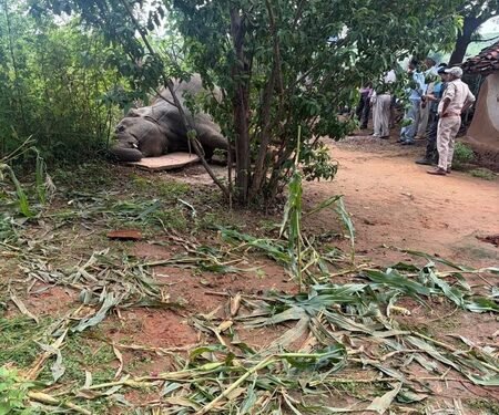 Wild elephant electrocuted in MP’s Mauganj, exposed power line sparks safety concerns