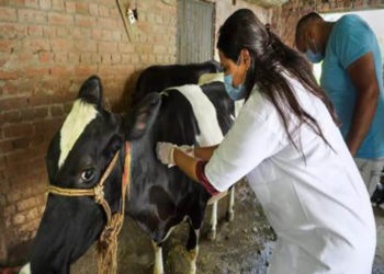Lumpy Skin Disease under control in Delhi; over 45,950 cattle vaccinated