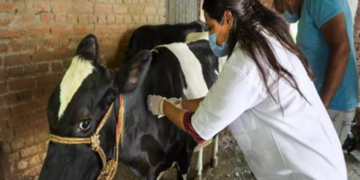 Lumpy Skin Disease under control in Delhi; over 45,950 cattle vaccinated