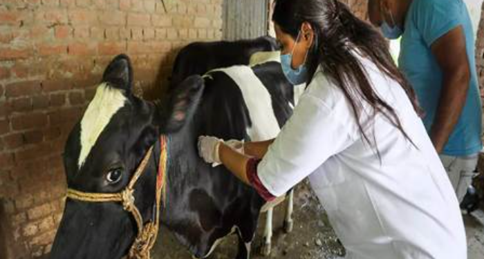 Lumpy Skin Disease under control in India, says Centre; 3,461 active cases