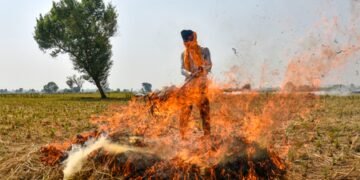 Punjab reports over 700 stubble burning incidents; 24 FIRs registered