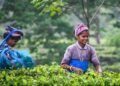 Assam tea workers to get special 20 pc bonus ahead of Durga Puja: Himanta Biswa Sarma
