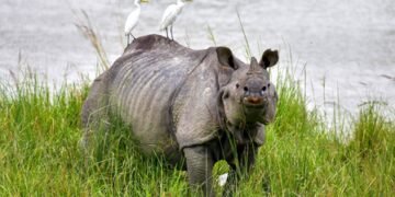 Assam’s Op Falcon foils nine rhino poaching attempts, leading to 48 arrests, says CM Sharma