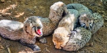 Centre deputes high-level team to probe Kuno cheetah’s death from firearm pellet injuries