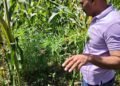 Ganja worth over Rs 2.37 crore found cultivated among cotton crops in Gujarat; four held