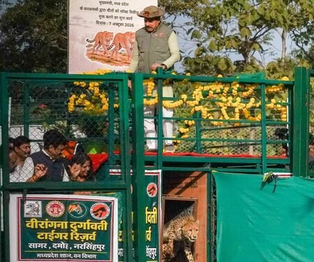 MP’s Nauradehi Sanctuary becomes 3rd cheetah habitat in India