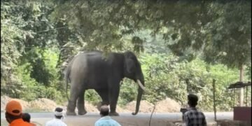 Elephant seriously injures mahout, creates panic in Varanasi’s Ramnagar; over 200 police personnel deployed