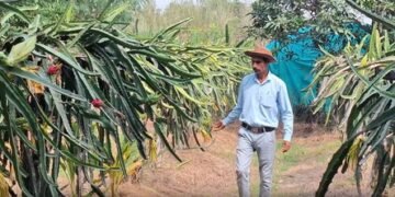 Dragon Fruit farming takes root in J&K’s Samba, inspires farmers to diversify crops