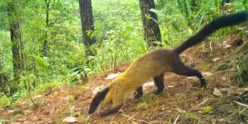 Critically endangered Chinese Pangolin captured by WII camera traps near Shillong