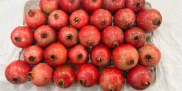 India’s Sinduri pomegranate exports hit Dubai market