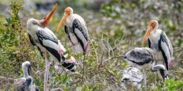 Water availability in wetlands crucial for colonial waterbirds breeding: WII