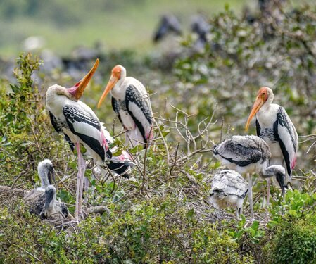 Water availability in wetlands crucial for colonial waterbirds breeding: WII
