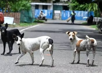 Chennai vaccinates over 1.5 lakh stray dogs in anti-rabies drive
