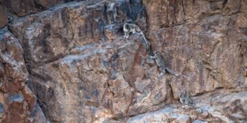 Bengal: Greater conservation efforts to save the ‘ghost of the mountains’