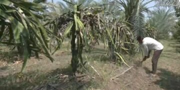 In Gujarat village, one farmer’s avocado crop draws fellow cultivators
