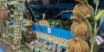 Nagaland’s Kezoma village revives millet cultivation through mechanisation and double-season farming