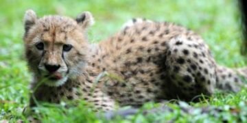 MP: SIT constituted in 19-month-old Cheetah cub killing probe; shotgun pellets found in body