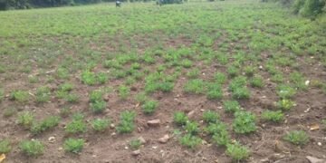 El Nino impact: Telangana declares 365 mandals drought-affected