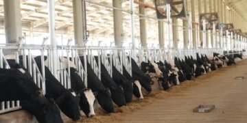 Gujarat centre to produce 25,000 cattle embryos a year to improve milk yields