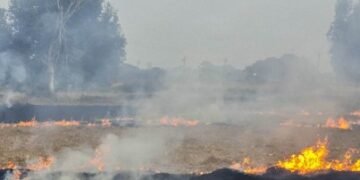 Delhi minister Manjinder Sirsa blames Kejriwal for stubble burning in Punjab