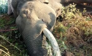 Two wild elephants found dead in Karnataka’s Chamarajanagar district