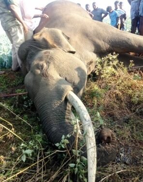 Two wild elephants found dead in Karnataka’s Chamarajanagar district