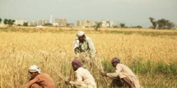 Pakistan: Farmers hold protest to demand ‘guaranteed’ support prices, end to corporate land grabbing